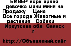 БИВЕР йорк яркая девочка мини мини на Продажу! › Цена ­ 45 000 - Все города Животные и растения » Собаки   . Иркутская обл.,Саянск г.